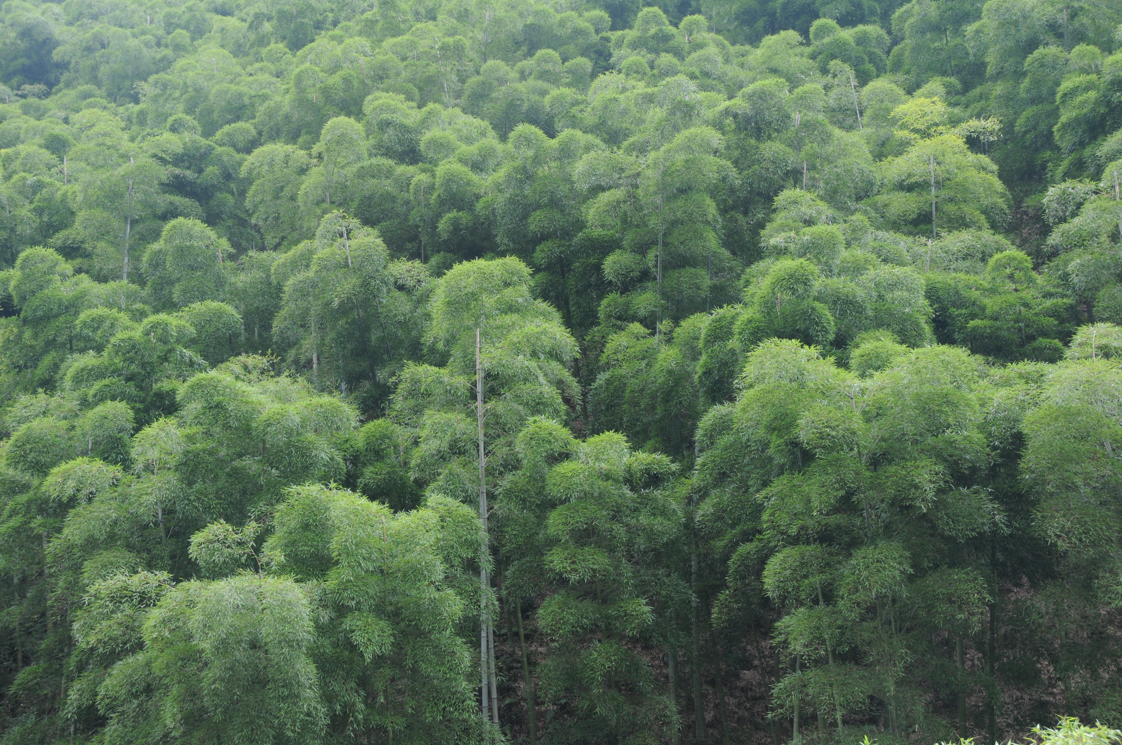 2010 상해엑스포 참관 3